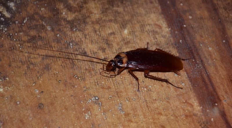 Cockroach Fumigation Service