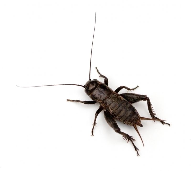 Seasonal Cricket Activity In Homes