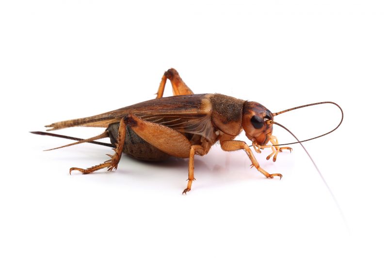 Seasonal Cricket Activity In Homes