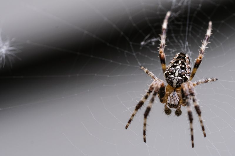 Signs Your Home Has A Spider Problem